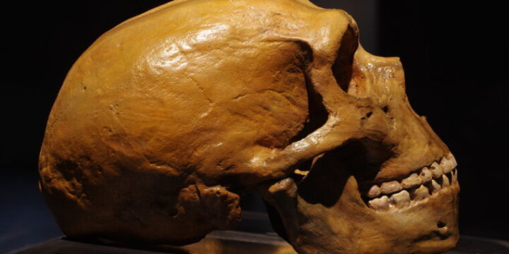 Los adhesivos neandertales se produjeron a través de un engorroso proceso sintético.