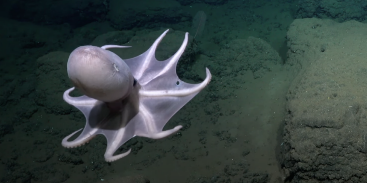 Los científicos encuentran un nuevo y asombroso mundo de pulpos en las profundidades del mar